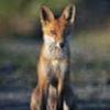 abcngfox